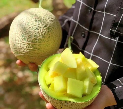 娱乐市场有瓜吃吗